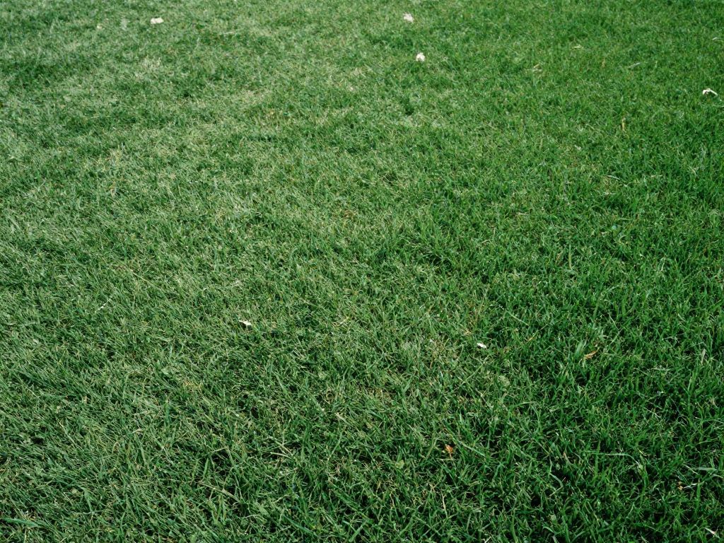 Pet Turf Cost Guide: What You’ll Really Pay (and Why It Varies So Much)