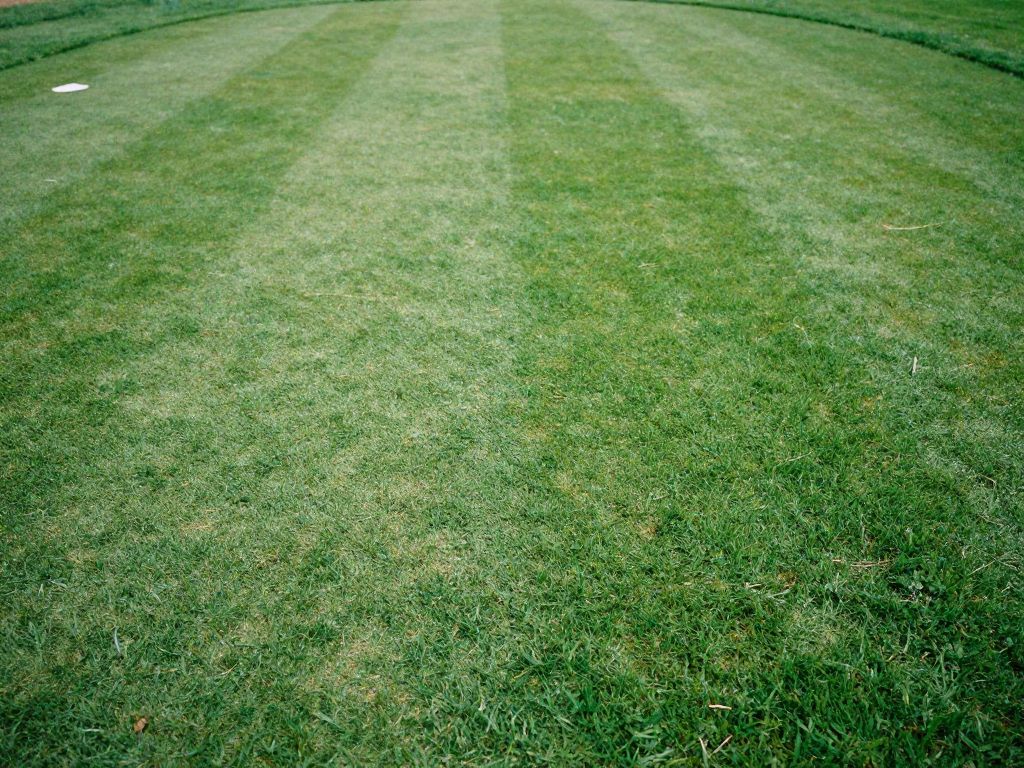 Understanding the Types of Golf Turf (Explained Simply First)
